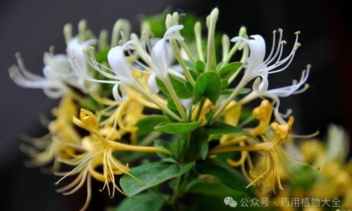 蟹的功效与作用及食用方法-权威螃蟹药用价值功效平台,分享专业蟹的功效与副作用知识_蟹的药用网